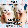 Tica Lilac point mitted ragdoll kitten