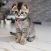 Friendly Scottish fold kittens