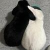 Holland lop rabbits