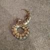 Pastel enchi ball python