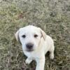 AKC Labrador Retrievers