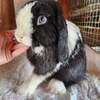 Purebred Black VM Holland Lop Buck Baby For Sale! Ready NOW!