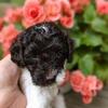 Family Raised Chocolate & White F1b Parti Cockapoo - Ready Sept. 4