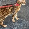 F2 Female Bengal