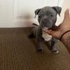 Xl Bully Puppies