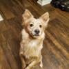 Sheba is a 1 year old pomchi