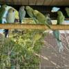 Indian ringneck for sale