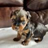 Registered Yorkshire Terrier Puppies from Champion AKC lines- Only 1 male available from this litter