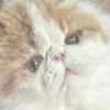 Pure Persian Bicolor Kitten