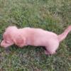 Male Long Hair Dachshund Puppy