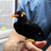 Super Friendly Talking Hill Mynah