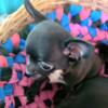 3 females Chihuahua puppies for adoption