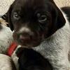 German Shorthaired Pointer Puppies – Home Raised – AKC Parents – $1250