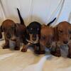 Dachshund AKC Mini Puppies