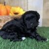 Poppy Female Shihpoo