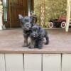 CKC F1 Toy Yorkipoo Puppies