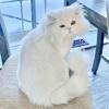 WHITE PUREBRED PERSIAN MALE STUD