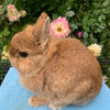 Chocolate Chestnut Netherland Dwarf Doe