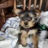 Yorkie