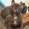 AKC blue and lilac French Bulldog available now -full registration possible!