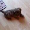 Shih Tzu puppy for sale