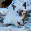 Seal/Tortie/Snowshoe Siamese Kittens