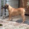 Beautiful adult Female Boerboel