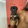 Cane Corso Puppies for sale