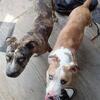 Merle pups for sale