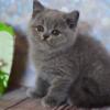 NEW Elite British kitten from Europe with excellent pedigree, male. Djimmy NY
