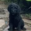 Standard poodle puppies for sale.