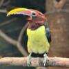 Adult Toucans available