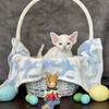 Devon Rex in Florida 