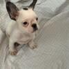 Last Frenchie puppy available