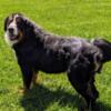 AKC Bernese Mountain Dog