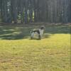 Female springer spaniel 