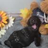 Mini goldendoodles for sale tri cities