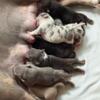 POCKET American Bully pups! MERLES .