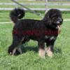 STANDARD BERNEDOODLE - ONYX