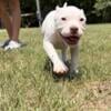 Pocket American Bully Puppies