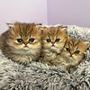 Golden Persian kittens