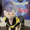 Devon Rex Kittens TICA rights 
