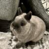 Siamese Netherland Dwarf/Rabbit