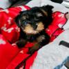 Yorkie terrier puppies