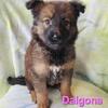 Border Collie/Belgian Malinois puppies available