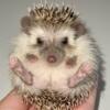 Hedgehogs - Rare Mini Available