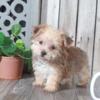 Rocky Teacup Yorkie/bichon cross