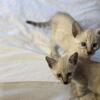 Bengal / savannah kittens looking for loving home