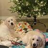 Golden Retriever Puppies