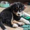 Tri colored Aussie pups 1 male 2 female  ready to go home